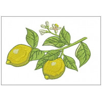 Plf080 - Lemon branch